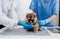 Vet listening PomeranianÂ dog with stetoscope in veterinary clinic